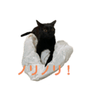 黒猫イッシーのやんちゃスタンプ（個別スタンプ：3）