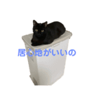 黒猫イッシーのやんちゃスタンプ（個別スタンプ：6）