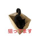 黒猫イッシーのやんちゃスタンプ（個別スタンプ：7）