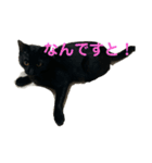 黒猫イッシーのやんちゃスタンプ（個別スタンプ：9）