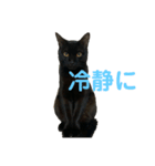 黒猫イッシーのやんちゃスタンプ（個別スタンプ：12）