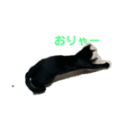 黒猫イッシーのやんちゃスタンプ（個別スタンプ：14）