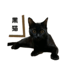 黒猫イッシーのやんちゃスタンプ（個別スタンプ：15）