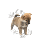 柴犬こたの日常2（個別スタンプ：1）