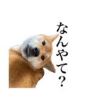 柴犬こたの日常2（個別スタンプ：2）
