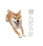 柴犬こたの日常2（個別スタンプ：3）