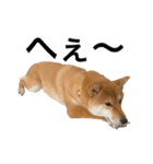 柴犬こたの日常2（個別スタンプ：4）