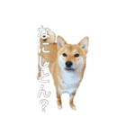 柴犬こたの日常2（個別スタンプ：5）