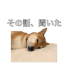 柴犬こたの日常2（個別スタンプ：7）