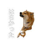 柴犬こたの日常2（個別スタンプ：8）