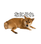 柴犬こたの日常2（個別スタンプ：10）