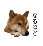 柴犬こたの日常2（個別スタンプ：11）