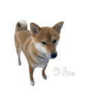 柴犬こたの日常2（個別スタンプ：12）