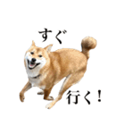 柴犬こたの日常2（個別スタンプ：13）