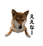 柴犬こたの日常2（個別スタンプ：14）