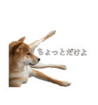 柴犬こたの日常2（個別スタンプ：15）