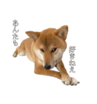 柴犬こたの日常2（個別スタンプ：16）