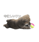 柴犬こたの日常2（個別スタンプ：17）
