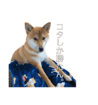 柴犬こたの日常2（個別スタンプ：18）