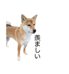 柴犬こたの日常2（個別スタンプ：20）