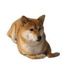 柴犬こたの日常2（個別スタンプ：21）