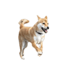 柴犬こたの日常2（個別スタンプ：22）