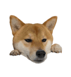 柴犬こたの日常2（個別スタンプ：23）