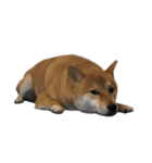 柴犬こたの日常2（個別スタンプ：24）