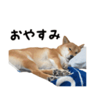 柴犬こたの日常2（個別スタンプ：26）