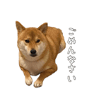 柴犬こたの日常2（個別スタンプ：27）