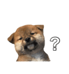 柴犬こたの日常2（個別スタンプ：28）