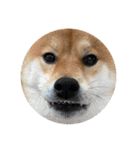 柴犬こたの日常2（個別スタンプ：29）