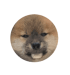 柴犬こたの日常2（個別スタンプ：30）