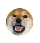 柴犬こたの日常2（個別スタンプ：31）
