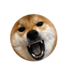 柴犬こたの日常2（個別スタンプ：32）