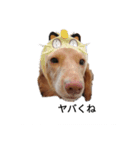 RUDY and WAVE（個別スタンプ：1）