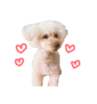 セスココポムverr（個別スタンプ：1）