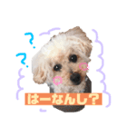 セスココポムverr（個別スタンプ：6）