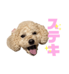 ♡プードルのモコ使えるスタンプ♡（個別スタンプ：3）