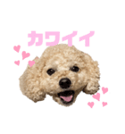 ♡プードルのモコ使えるスタンプ♡（個別スタンプ：4）