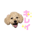 ♡プードルのモコ使えるスタンプ♡（個別スタンプ：31）