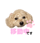 ♡プードルのモコ使えるスタンプ♡（個別スタンプ：34）