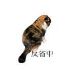komugi cat（個別スタンプ：1）