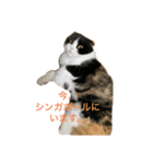 komugi cat（個別スタンプ：3）