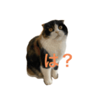 komugi cat（個別スタンプ：4）