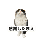 komugi cat（個別スタンプ：5）