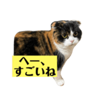 komugi cat（個別スタンプ：6）
