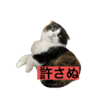komugi cat（個別スタンプ：7）
