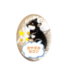 柴犬 つぶみすたんぷ（個別スタンプ：1）