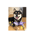 柴犬 つぶみすたんぷ（個別スタンプ：2）